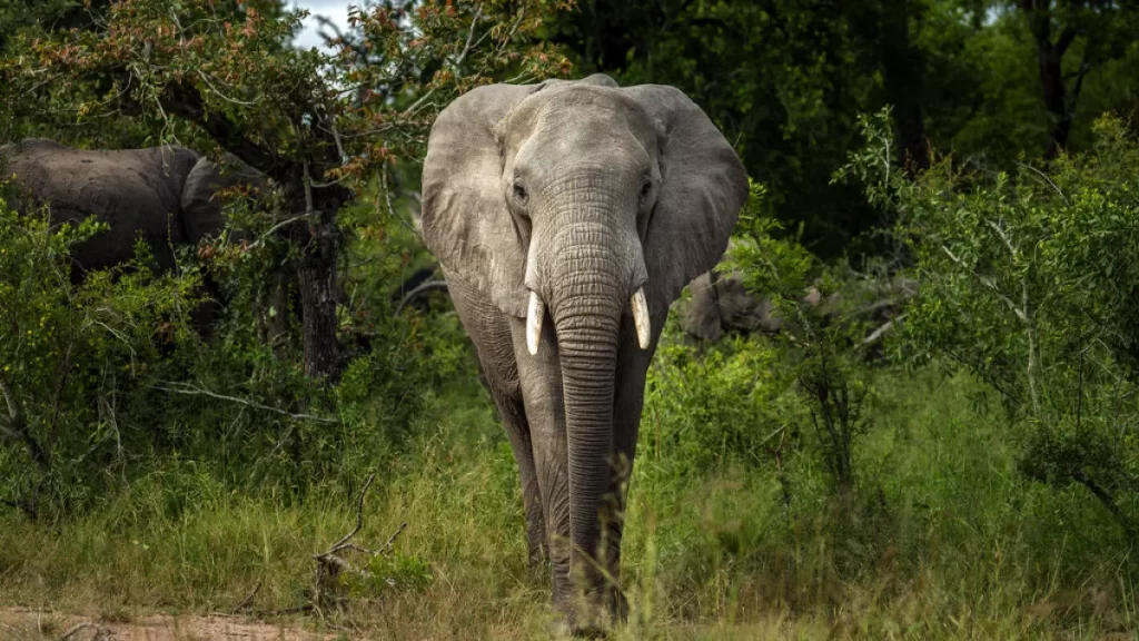 elefante